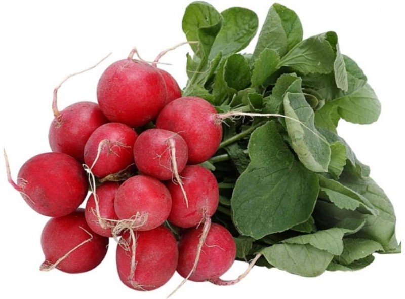 Семена редиса Рудольф/Rudolf (500г), Bejo Семена редиса Рудольф/Rudolf (500г), Bejo